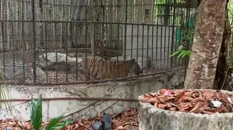 பூங்காவில் உள்ள புலி