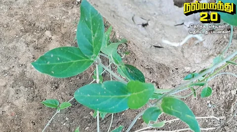 நஞ்சறுப்பான்