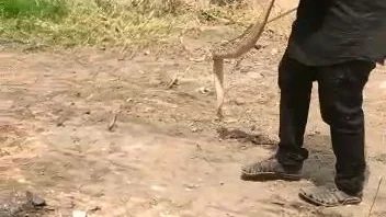 அரசு மருத்துவமனையில் பாம்பு பிடிக்கும் பணி