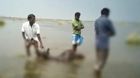 மழையில் இறந்த மாடுகள்