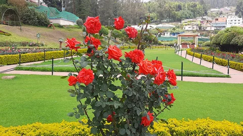 ooty rose park