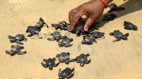 கடலில் விடப்படும் பங்குனி ஆமைக் குஞ்சுகள்