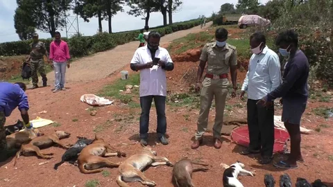 உயிரிழந்த விலங்குகள்