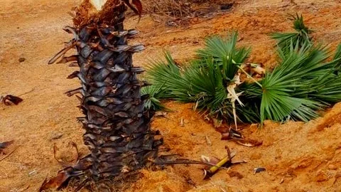 வெட்டப்படும் பனைமரம்