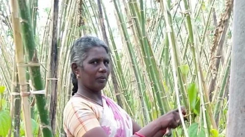 வெற்றிலைத் தோட்டத்தில் ராஜலட்சுமி