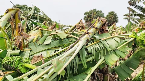 சூறைக்காற்றில் சரிந்த வாழைகள்