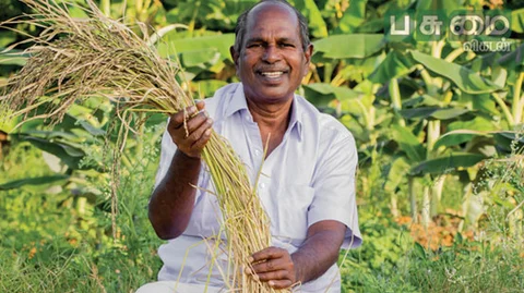 நெல் வயலில்