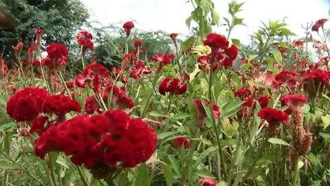 கோழிக்கொண்டைப் பூக்கள்