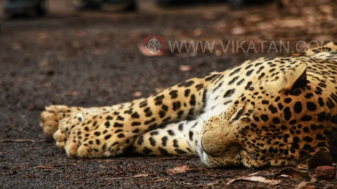 leopard