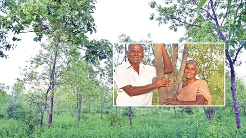 சந்தன மரச் சாகுபடி