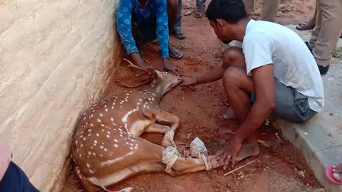பிடிபட்ட புள்ளி மான்