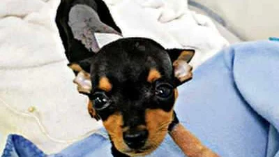 Miniature Pinscher