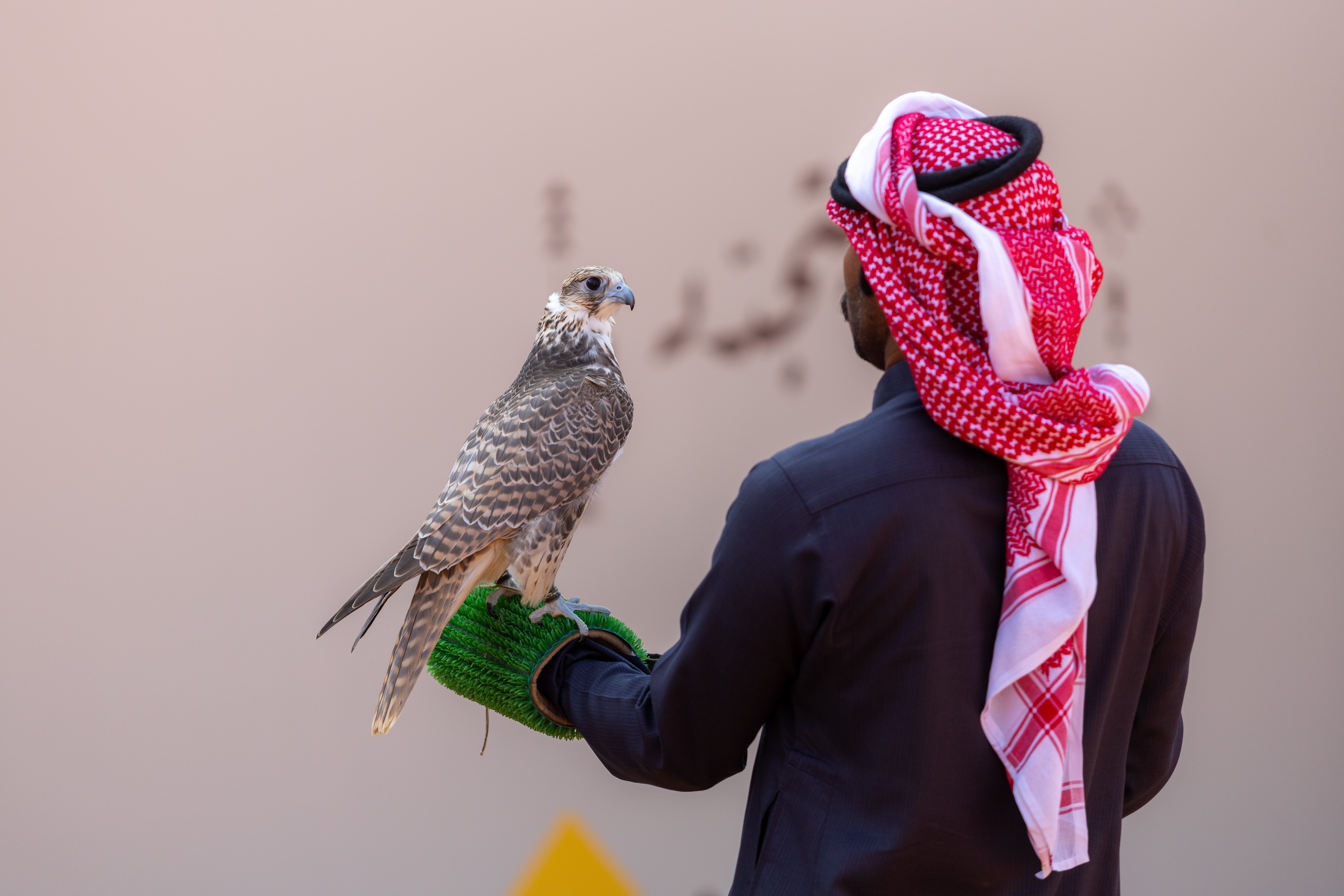 مهرجان الملك عبدالعزيز للصقور 2025