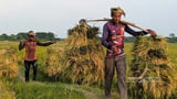 World Bank says subsidy-heavy agriculture budget leaves little room for productivity gains