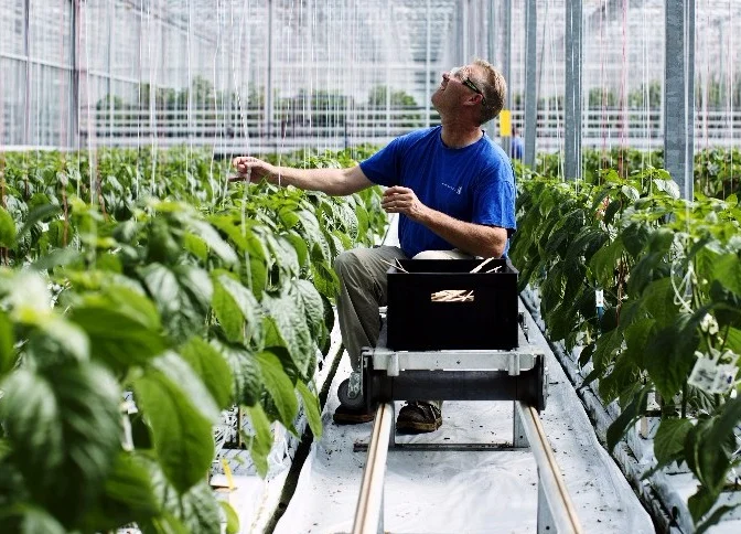 The Chaos That The Monsanto Patent Battle Has Become