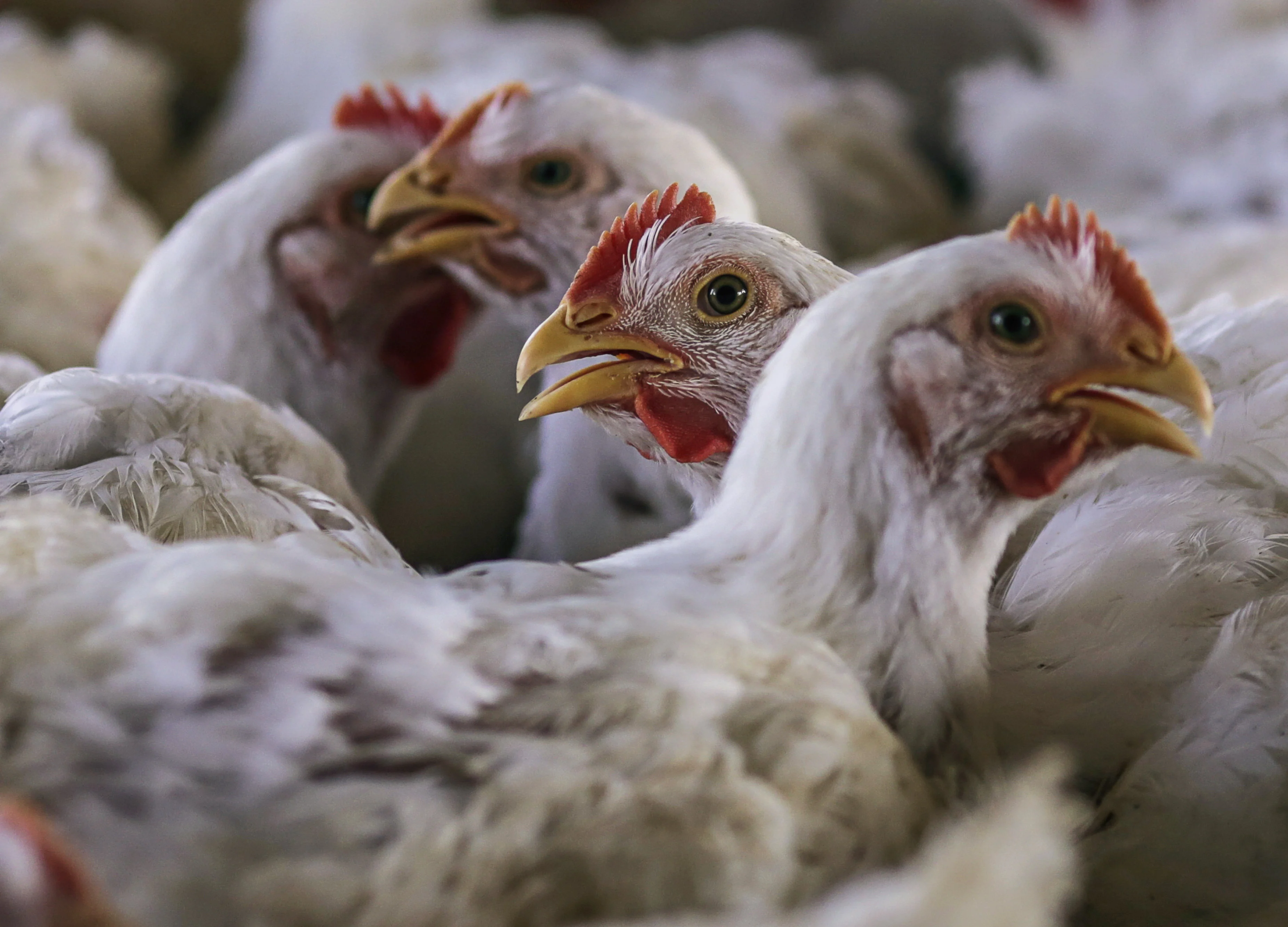 Coronavirus Does Not Spread Through Chicken, Mutton, Seafood: FSSAI Chief