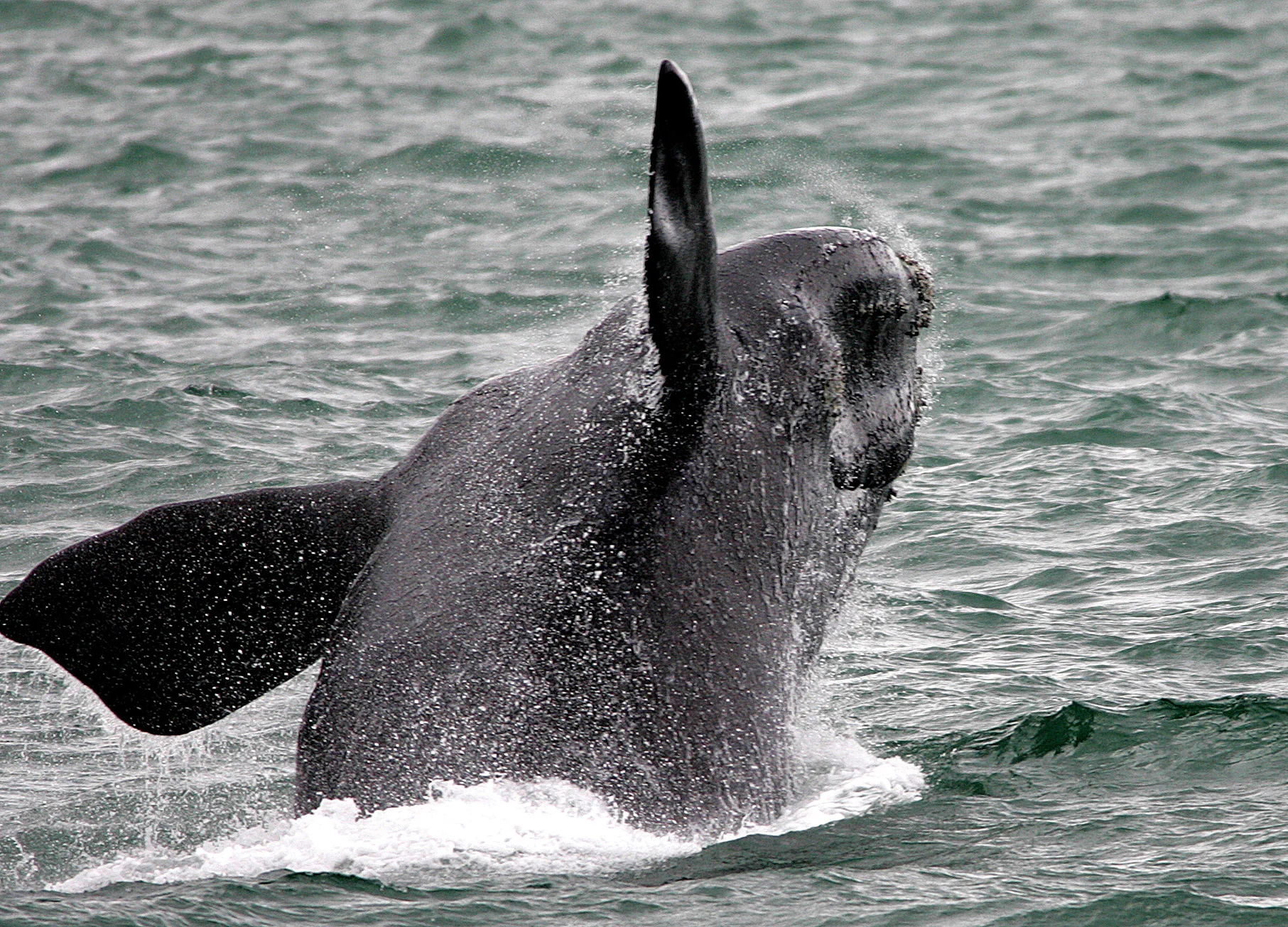 One Whale Is Worth Thousands of Trees in Climate Fight