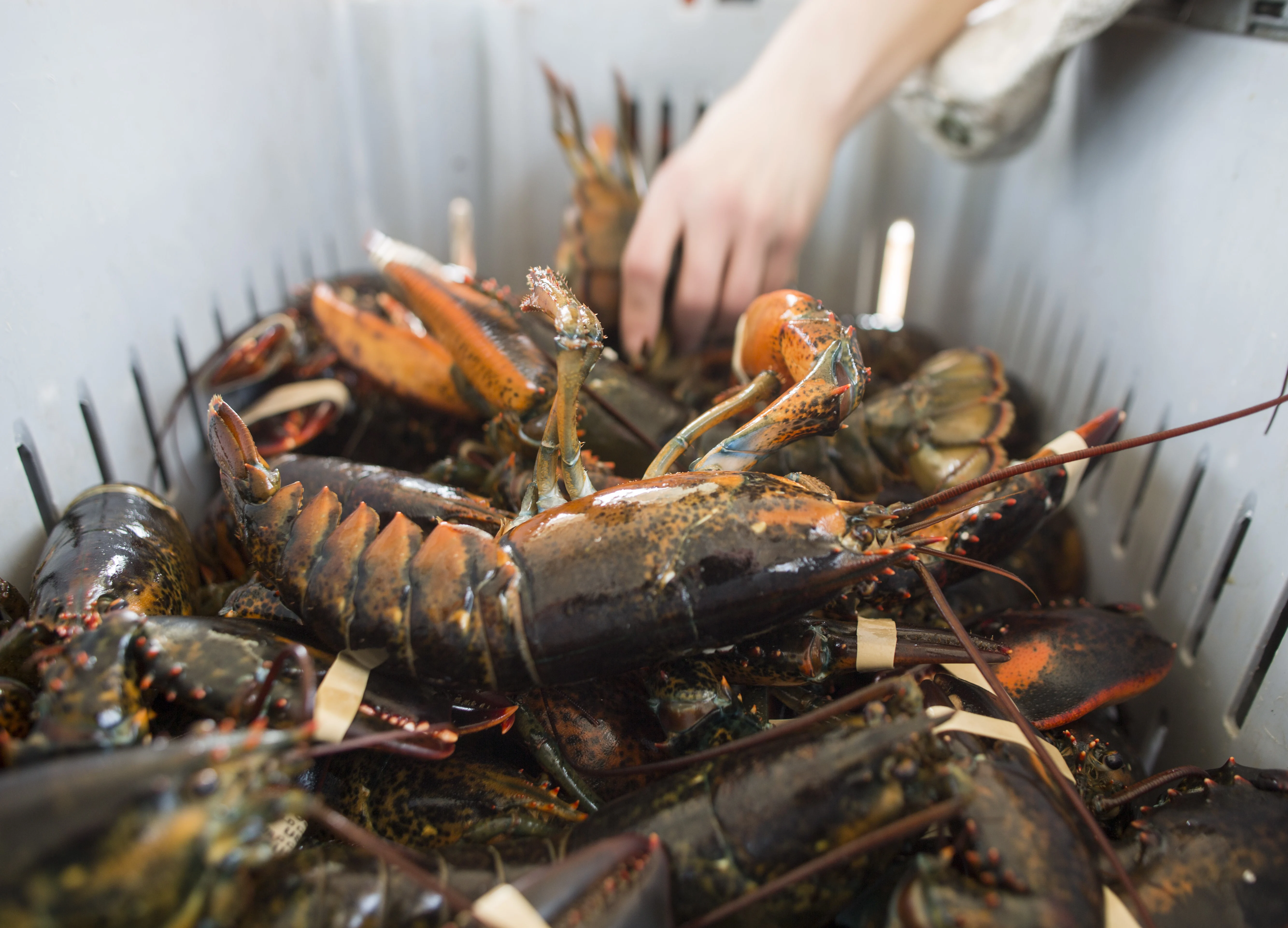 Virus Makes Lobsters So Cheap That Sellers Face a Fatal Blow