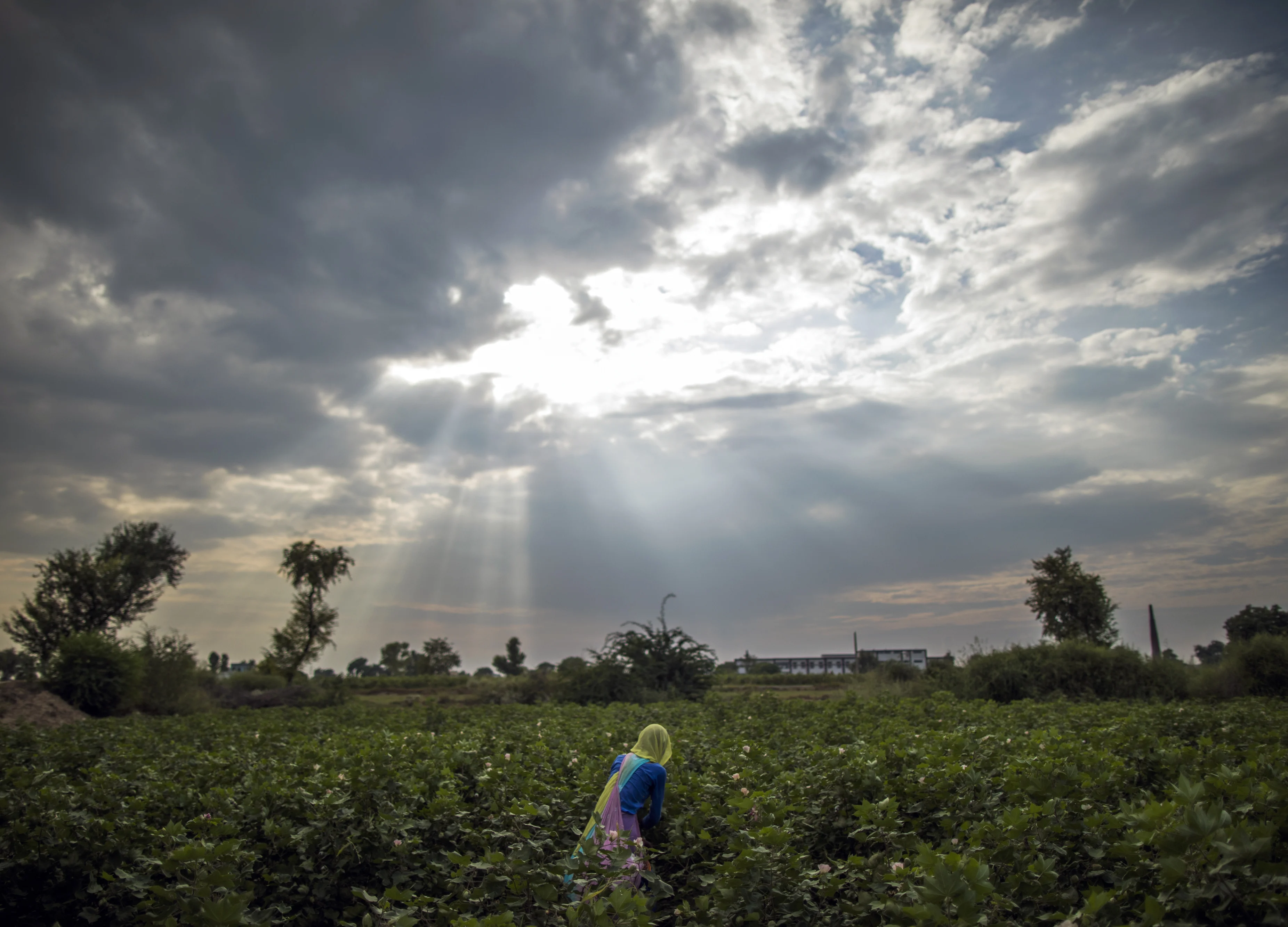 Why These Two Agrochemical Companies Shrug Off Monsoon Concerns