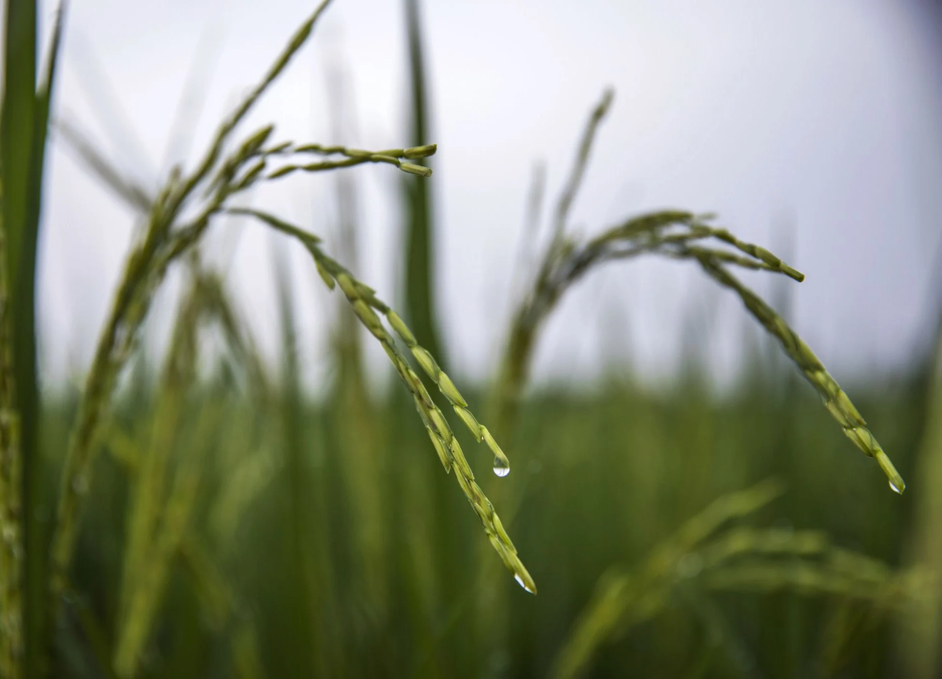 India Must Shift Rice Growing East From Punjab, Haryana To Prevent Desertification