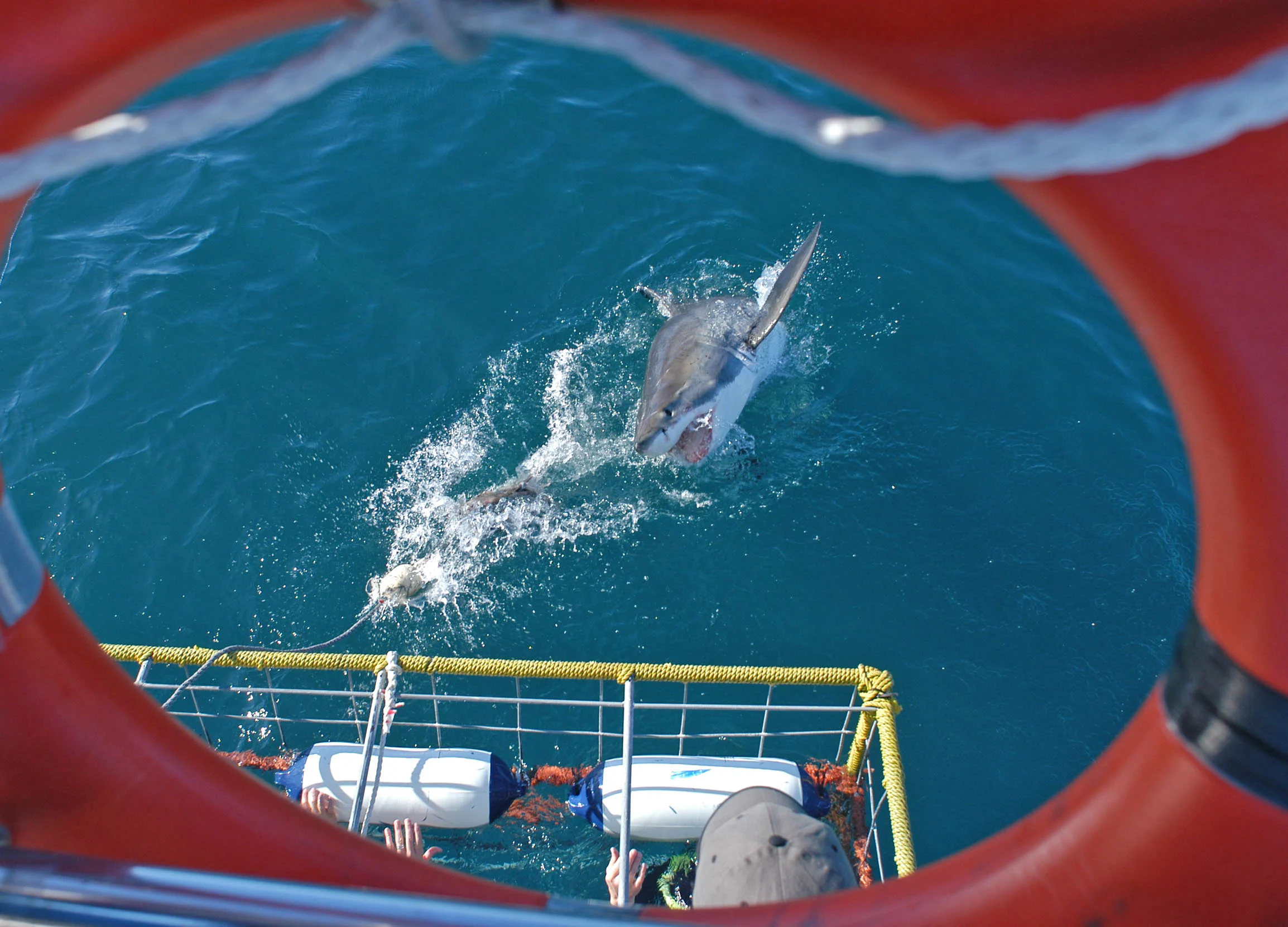 Great White Sharks Vanish From Cape Town, and No One Knows Why