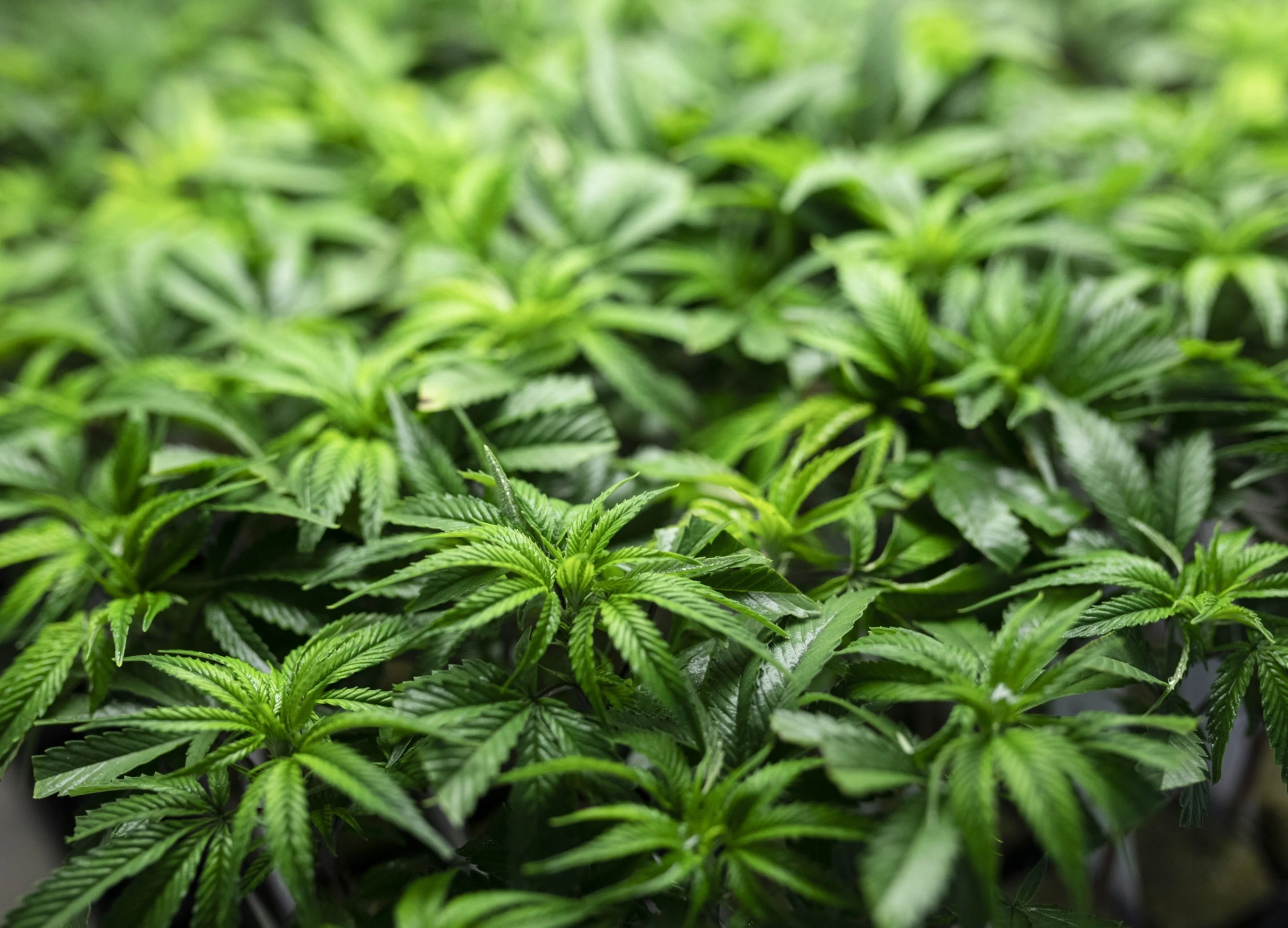 Miley Cyrus-Backed Cannabis Cafe Brings Amsterdam to Hollywood
