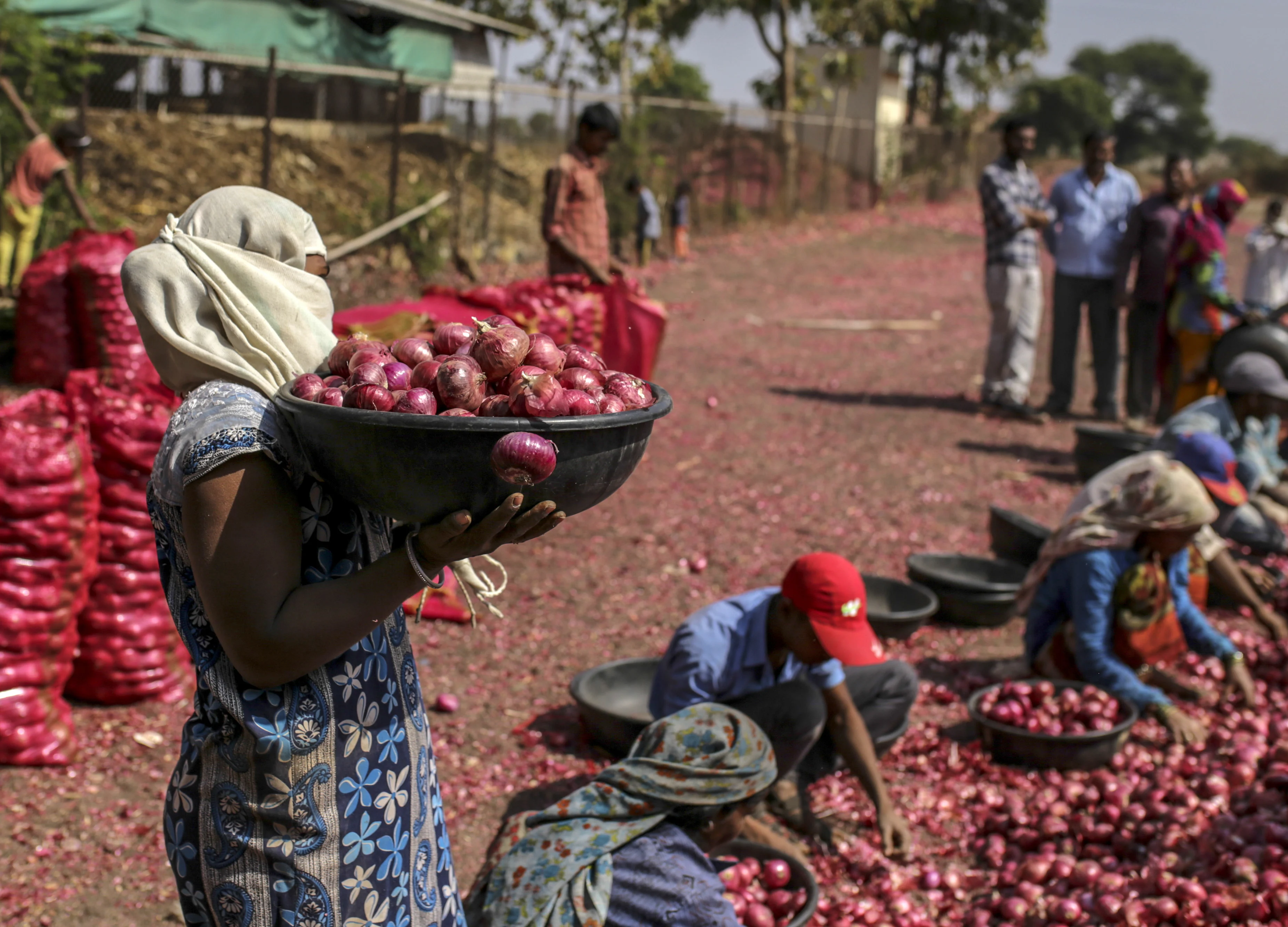Cabinet Approves Import Of 1.2 Lakh Tonne Onion