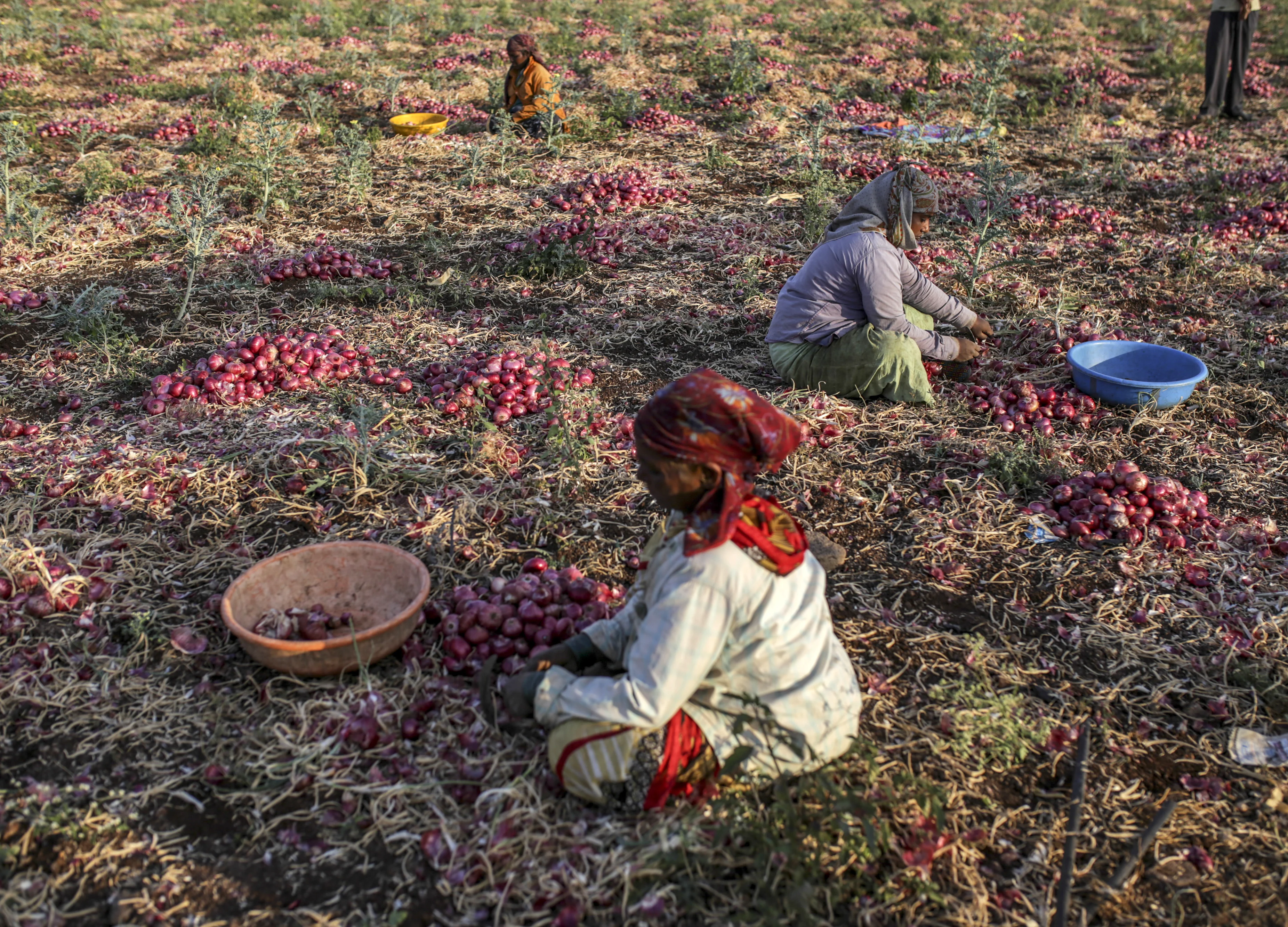 Nearly A Third Of All Farm Suicides In India In 2016 Were In Maharashtra: Crime Data