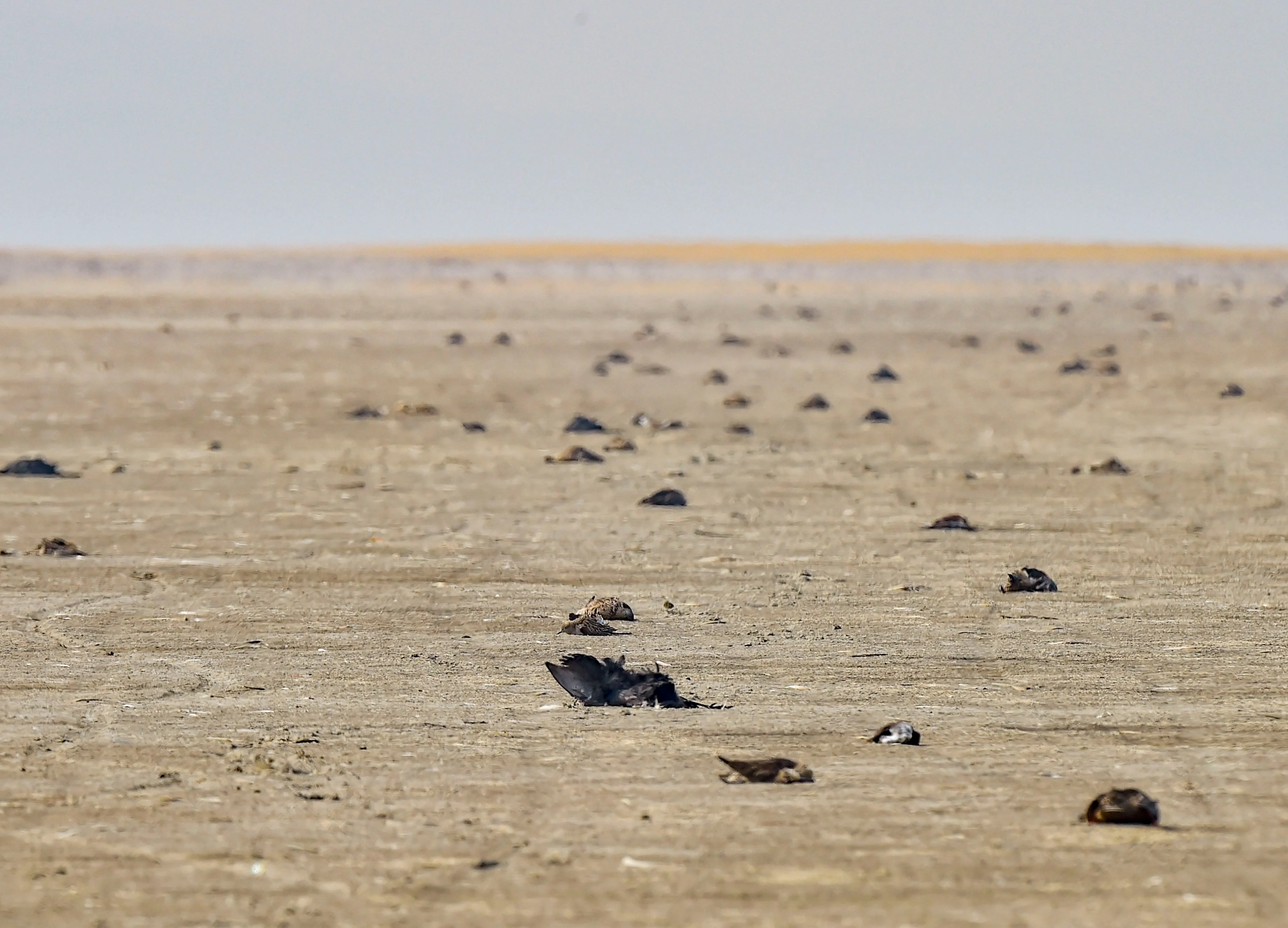 Thousands Of Migratory Birds Die Mysteriously In Rajasthan’s Sambhar Lake