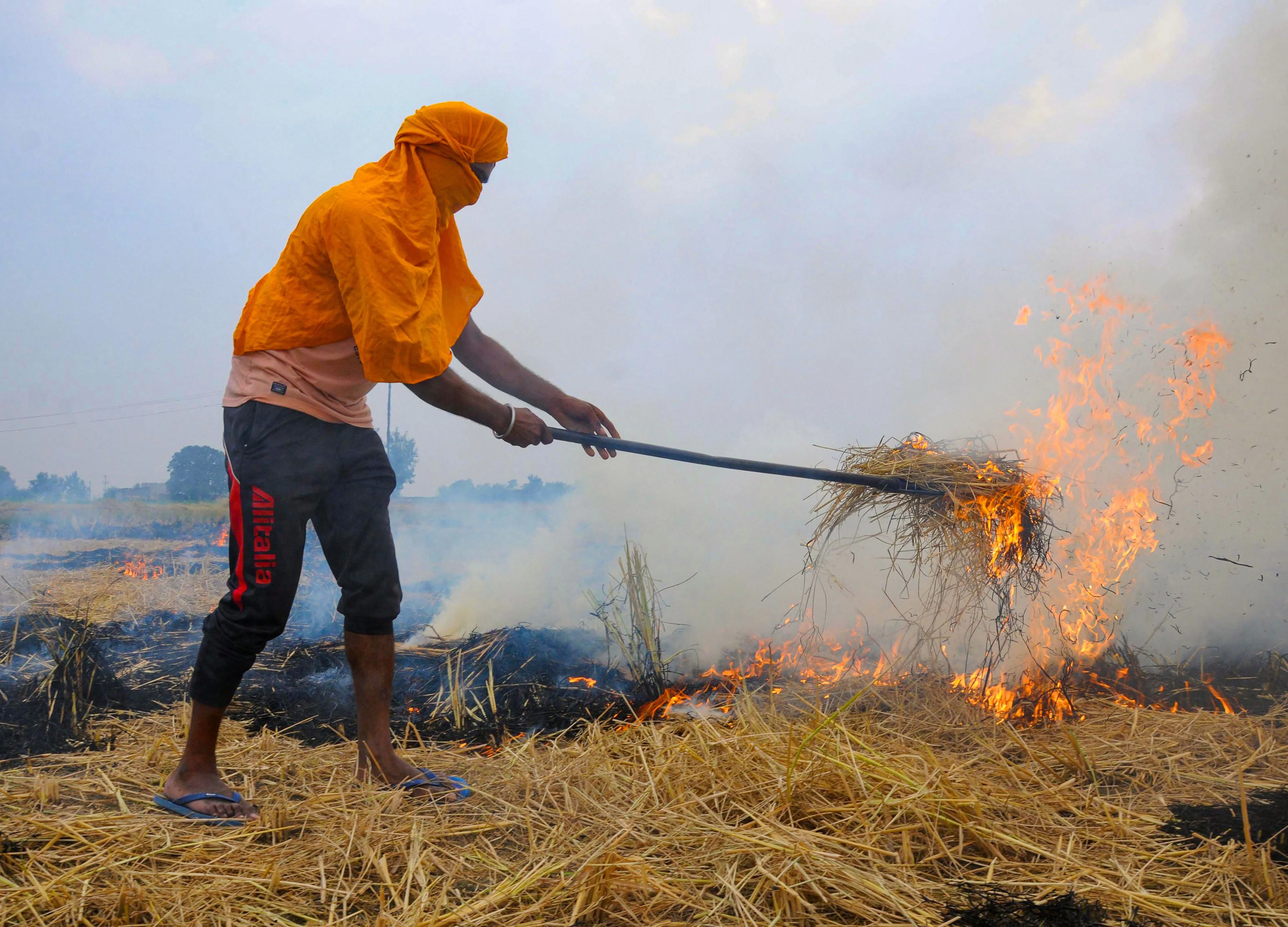 Toxic Air in Delhi Fueled By Rice Fields That India Doesn’t Need