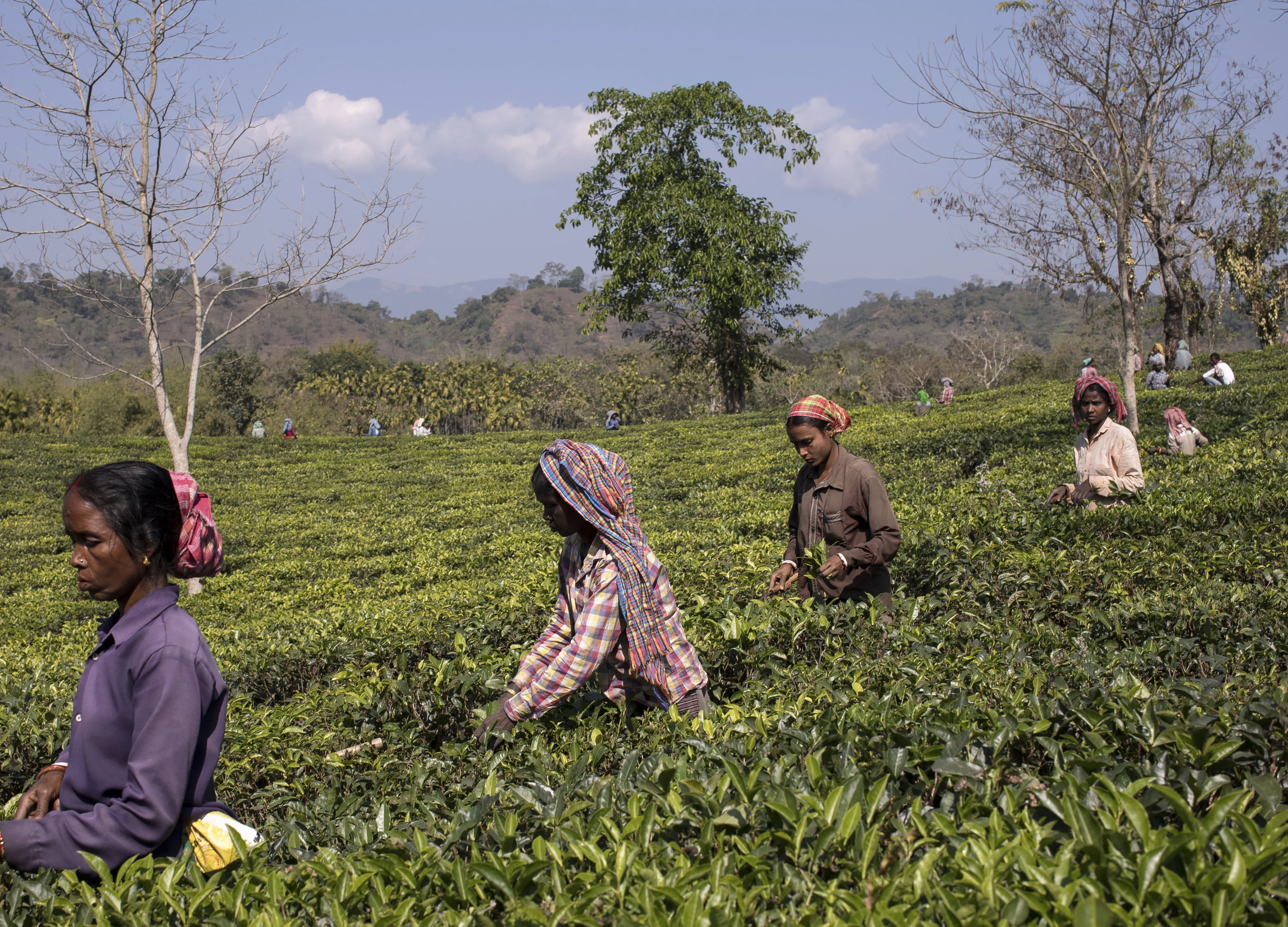 Amazon, Infosys, 26 Others Show Interest In Tea Board’s Plan To Use Blockchain