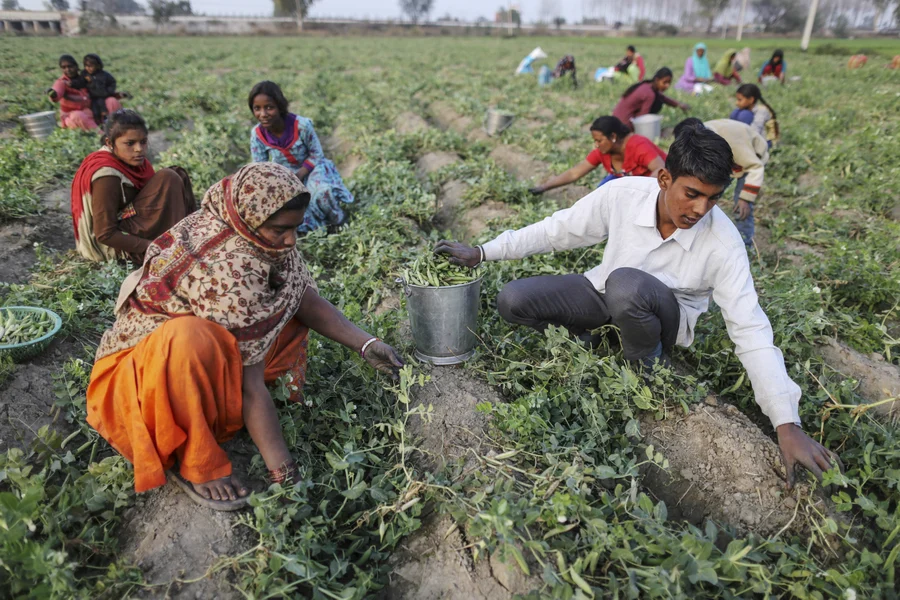 Farm workers harvest green peas by hand at a field in Amritsar, Punjab. (Photographer: Dhiraj Singh/Bloomberg)