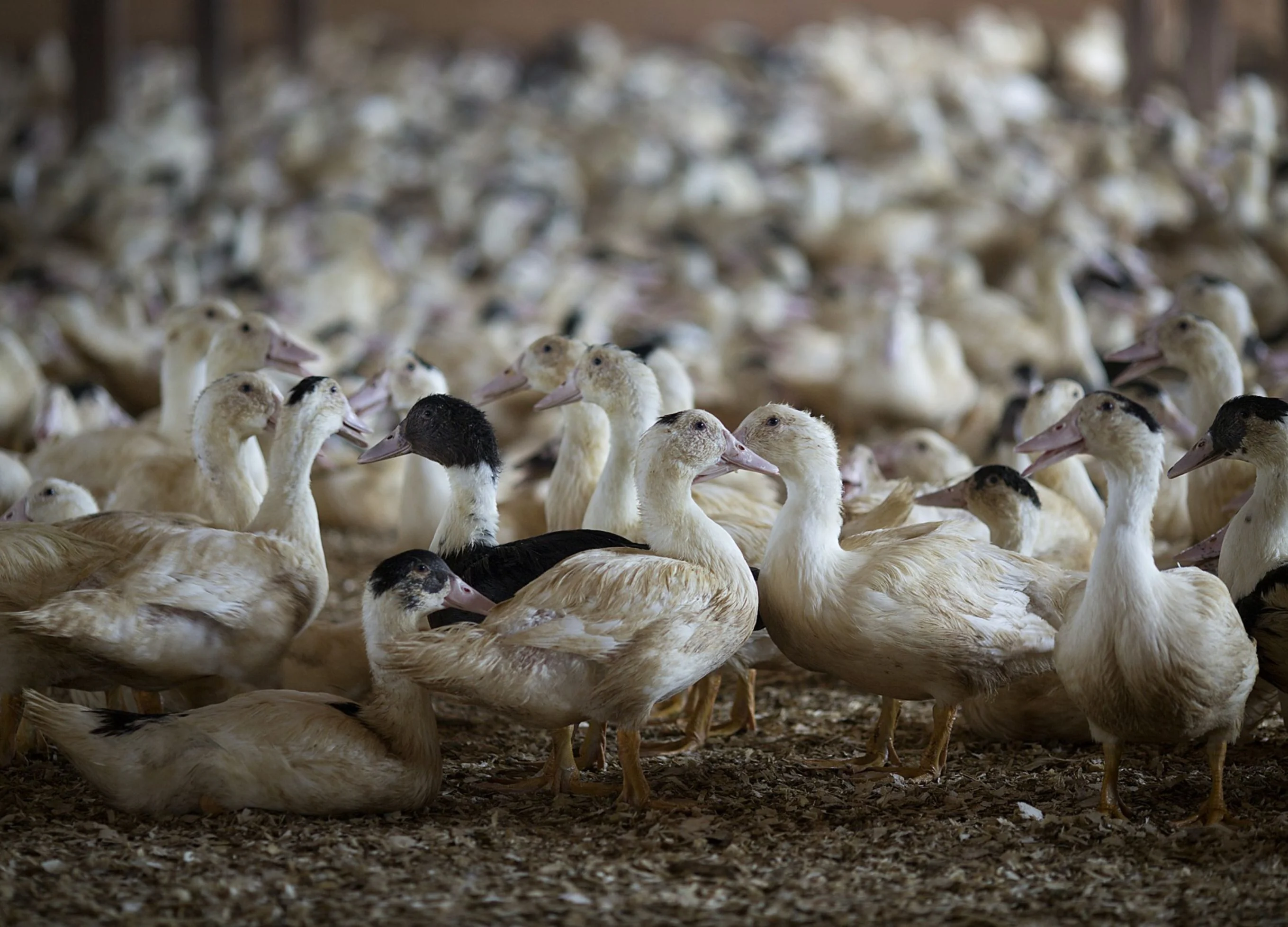 Army of 100,000 Chinese Ducks Ready to Fight Locust Swarms