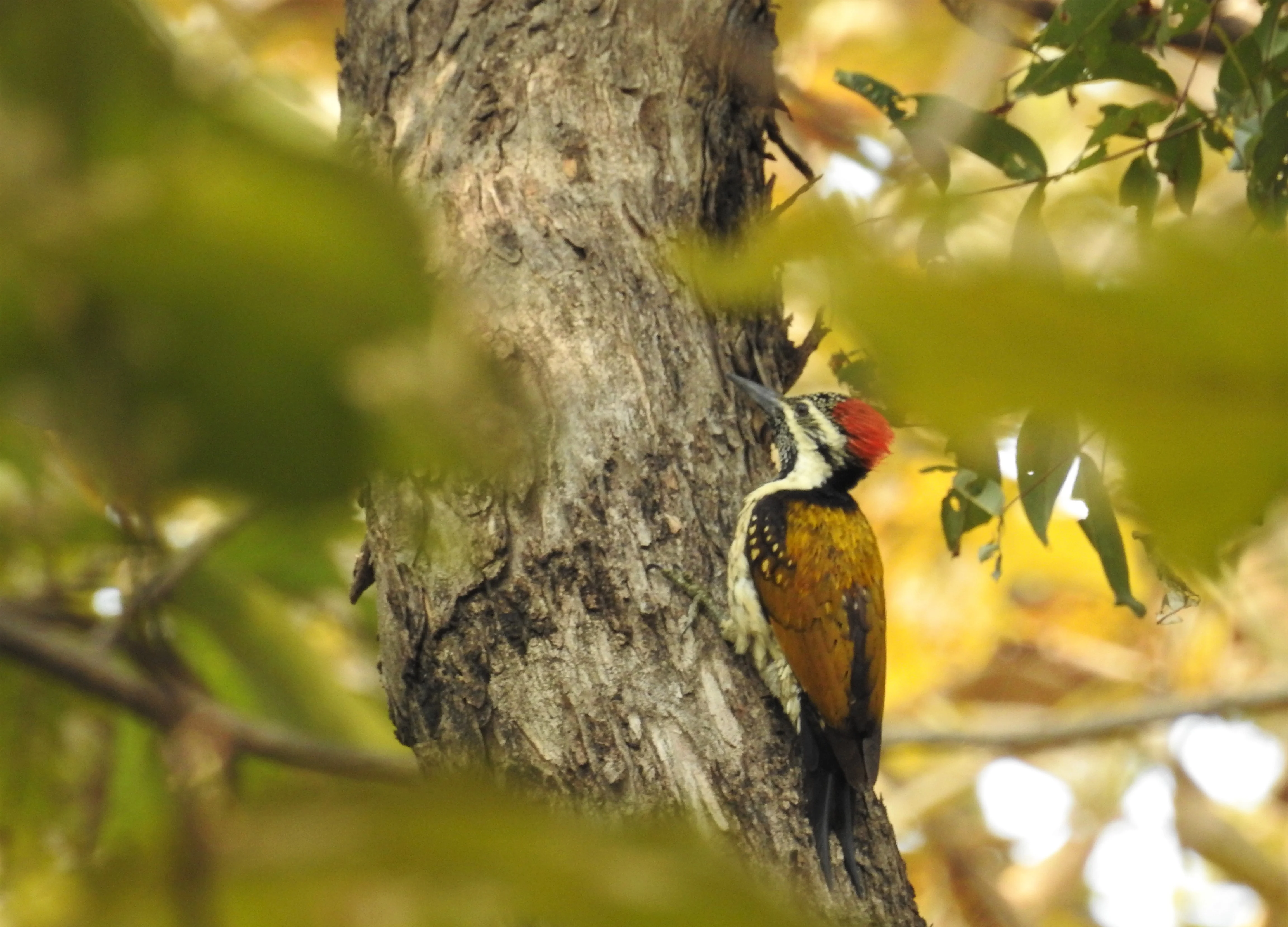 Finding The Will To Conserve Wildlife Endemic To India