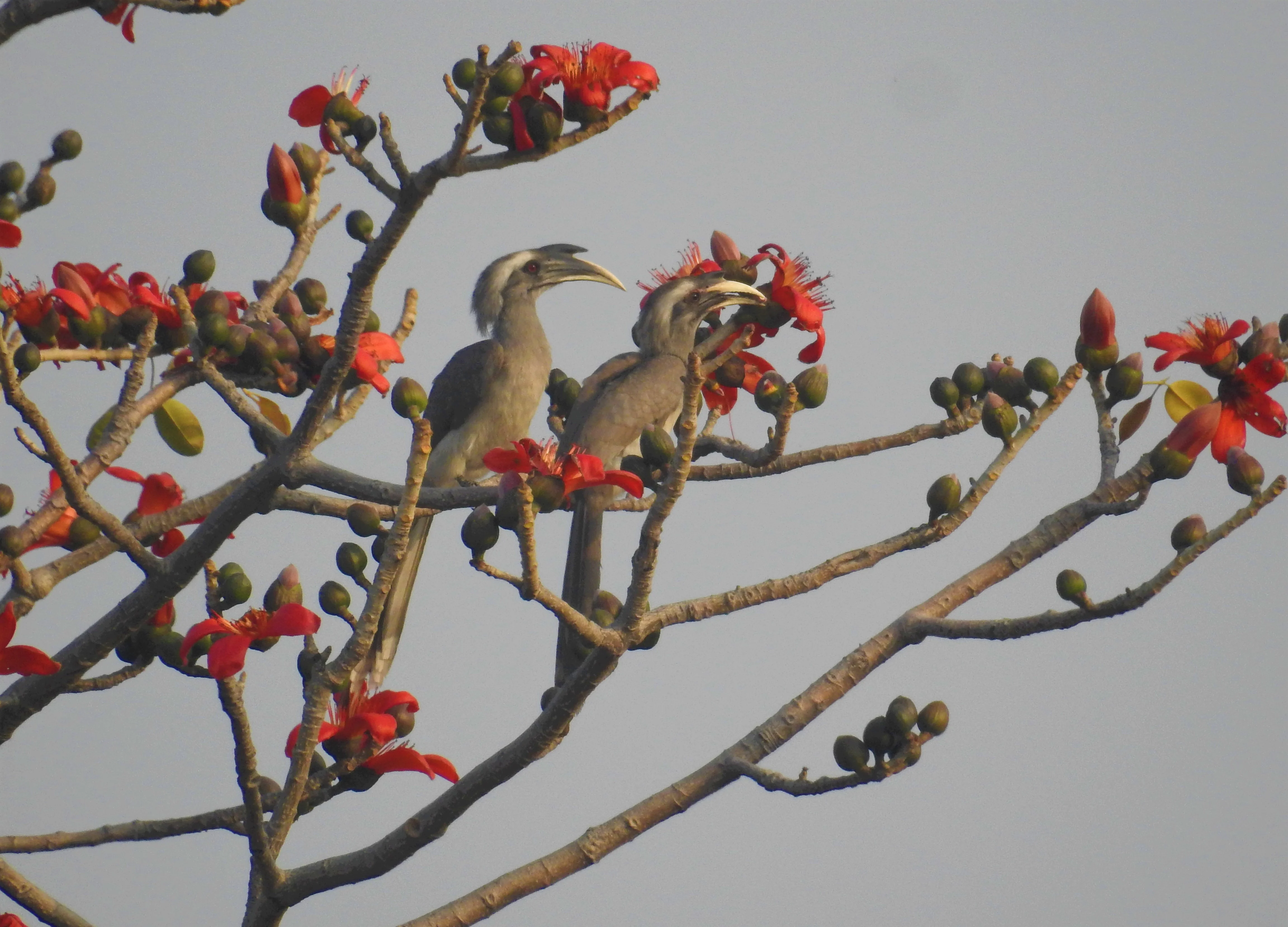 Spring In The Time Of Coronavirus
