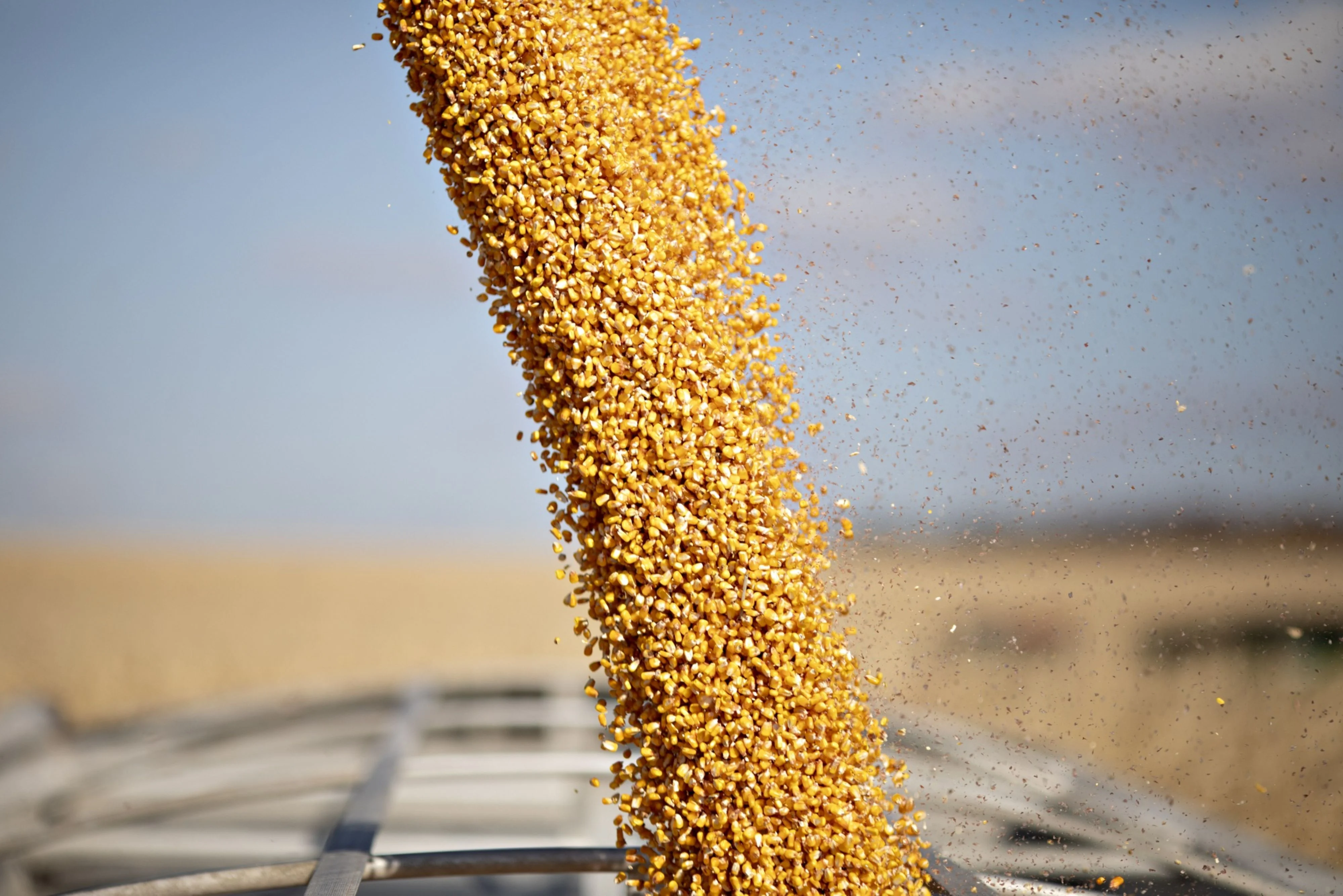 Coronavirus Fallout: Ample Rice, Wheat Stocks To Support Government’s Food Transfer Plan