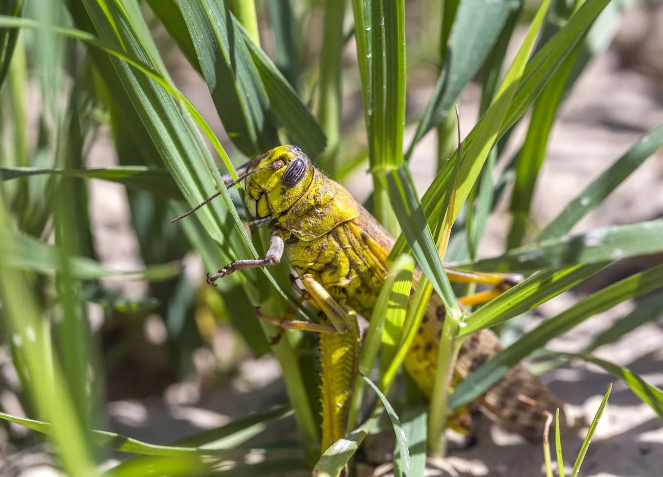 ‘Our Children Will Starve’ Say Pakistan Farmers as Locusts Breed