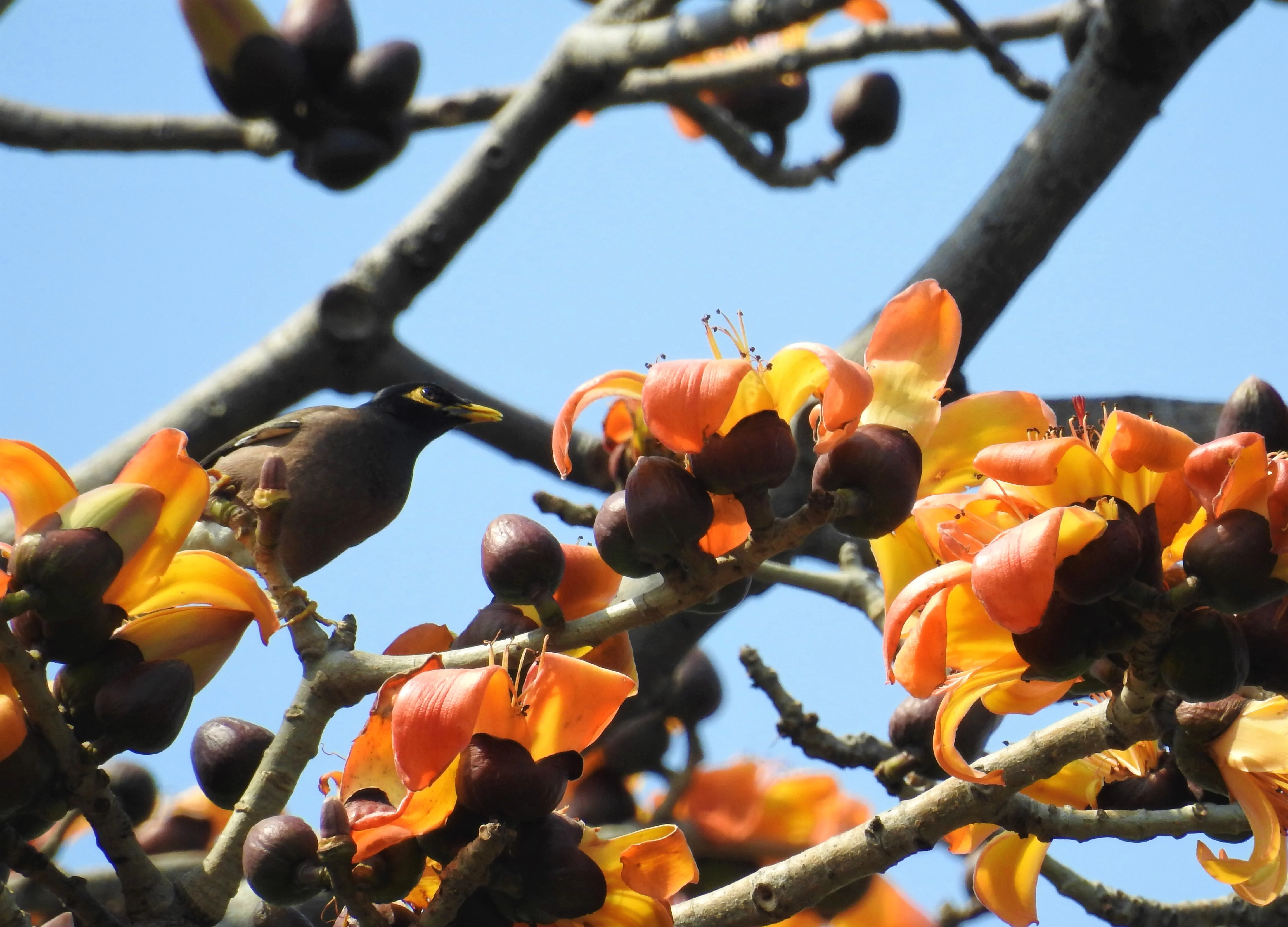 Coronavirus: Find Yourself In Social Isolation? Turn To Trees.