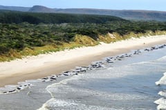 About 200 pilot whales die on Australian beach