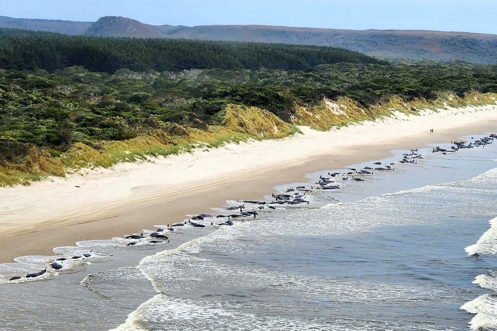 About 200 pilot whales die on Australian beach