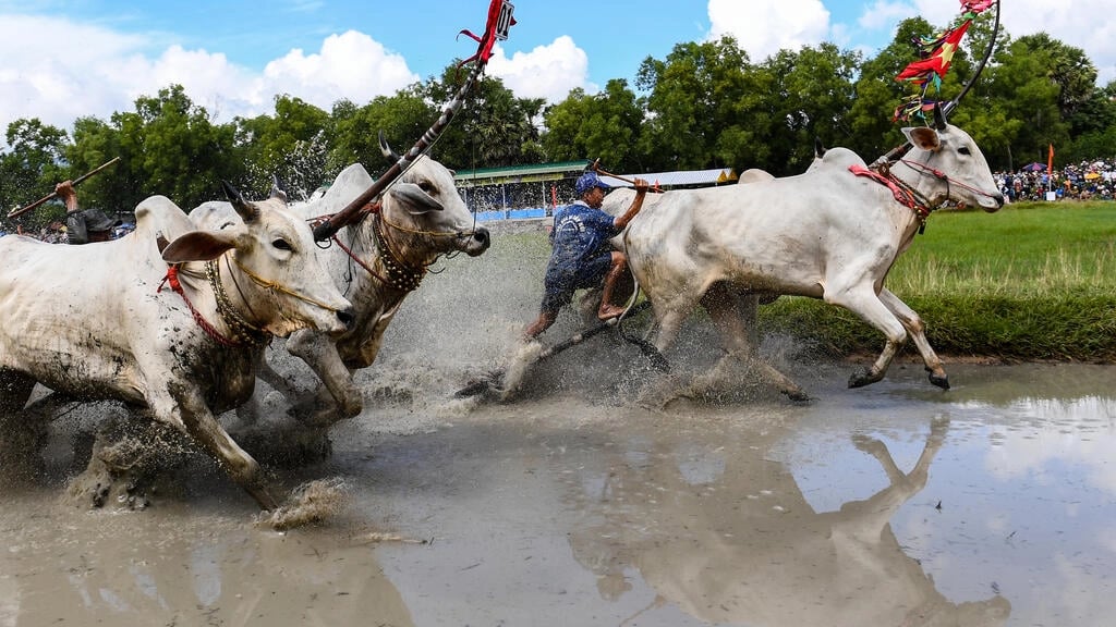 The oxen and their owners gathered on a hot morning in a muddy field for the annual Bay Nui ox race -- a celebrated ritual of Vietnam's Khmer minority. Photo by Nhac Nguyen/ AFP