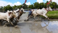 Fed on eggs and beer, Vietnam’s oxen race in muddy festival