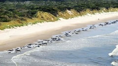 Dead, stranded whales along Australia beach