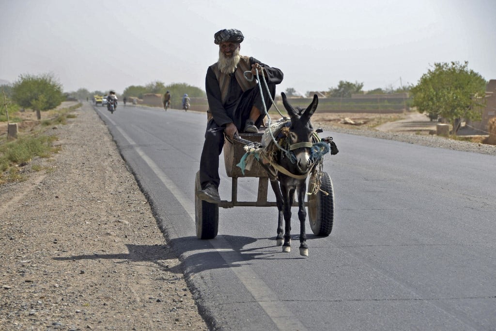 Donkey domestication happened 7,000 years ago in Africa: DNA study