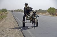 Donkey domestication happened 7,000 years ago in Africa: DNA study