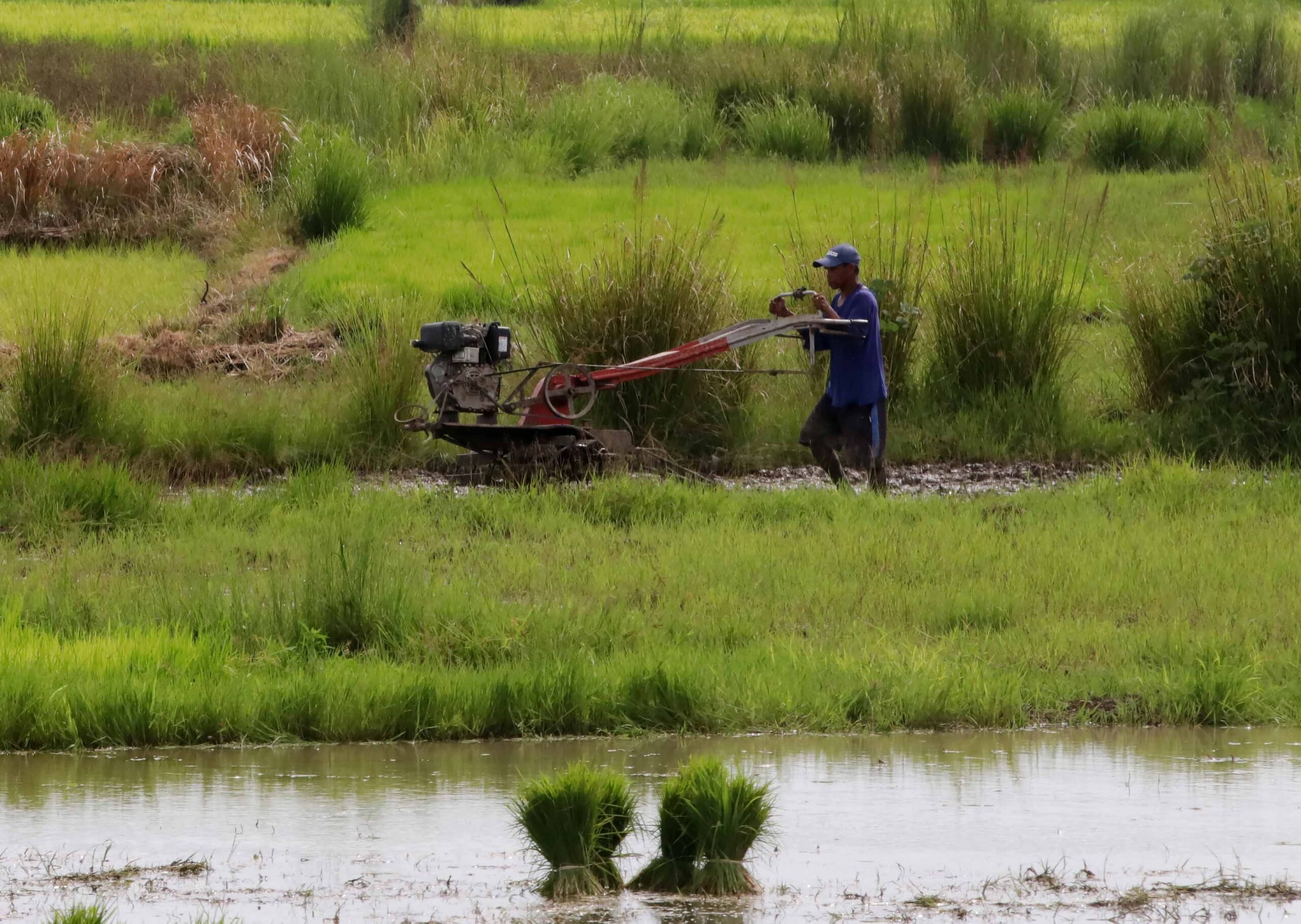 2.38M rice farmers get cash aid from excess tariff collection