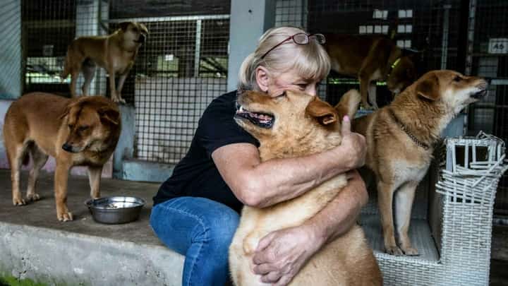 A ruff deal: Hong Kong exodus sparks surge in abandoned pets