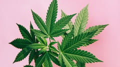PDEA, DDB open to medical cannabis