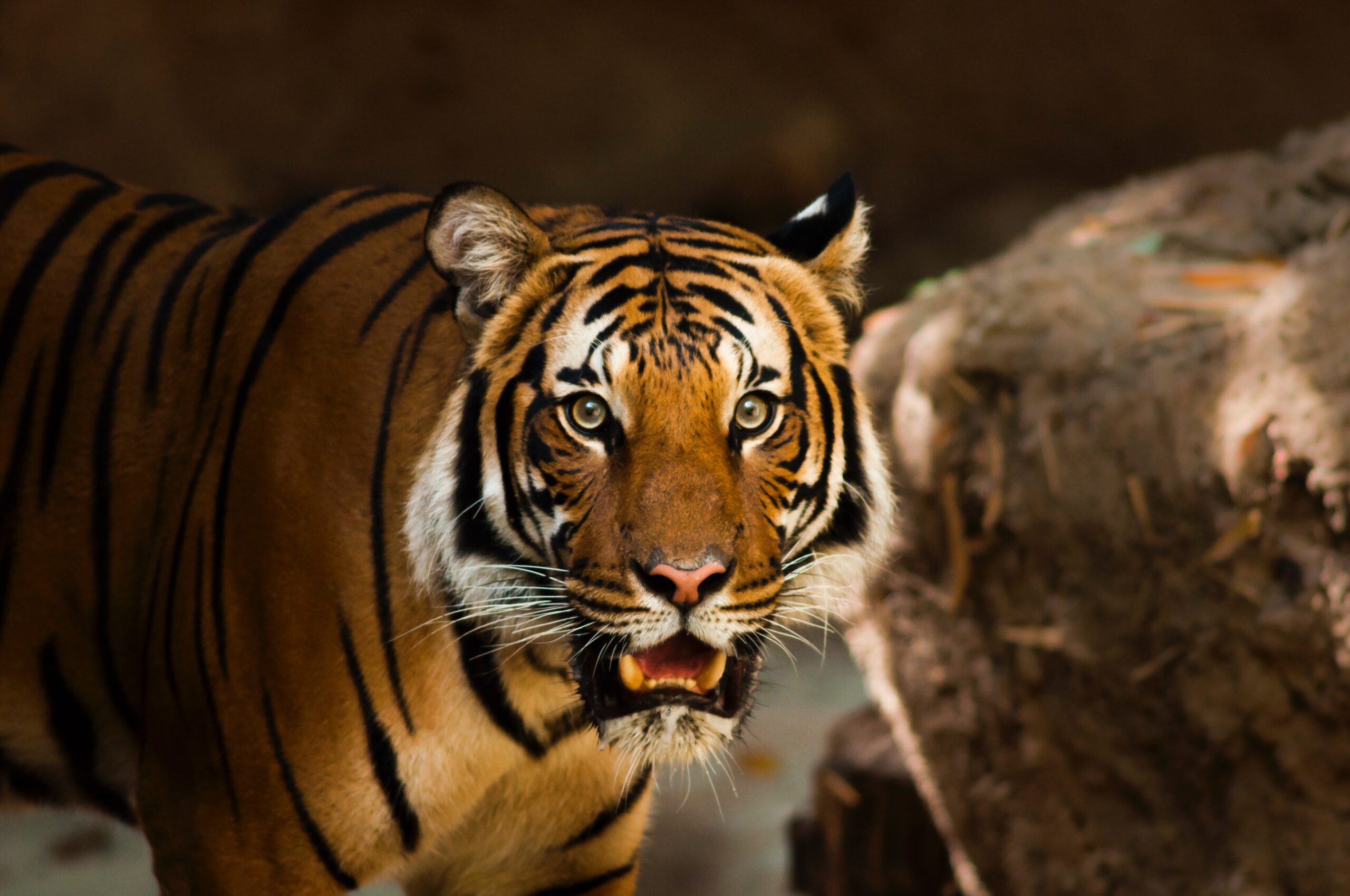 Indian mum fights tiger with bare hands to save son