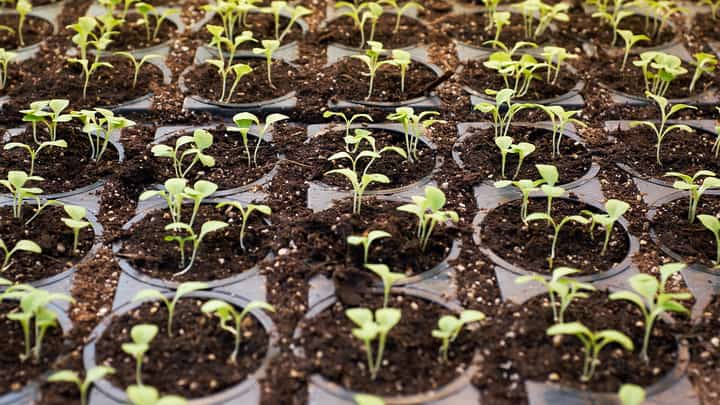 BoI okays Batangas hydroponic farm